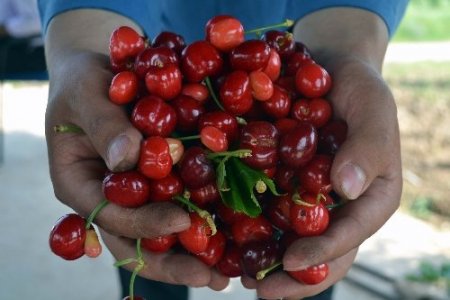 Turfanda kiraz, Kahramanmaraşlı üreticilerin yüzünü güldürecek