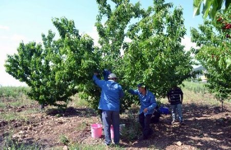 Turfanda kiraz, Kahramanmaraşlı üreticilerin yüzünü güldürecek