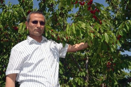 Turfanda kiraz, Kahramanmaraşlı üreticilerin yüzünü güldürecek