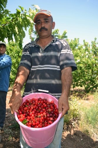 Turfanda kiraz, Kahramanmaraşlı üreticilerin yüzünü güldürecek