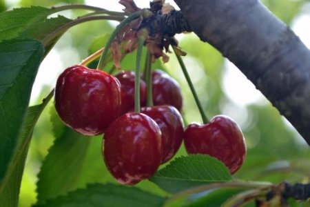 Turfanda kiraz, Kahramanmaraşlı üreticilerin yüzünü güldürecek