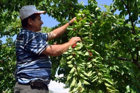 Turfanda kiraz, Kahramanmaraşlı üreticilerin yüzünü güldürecek