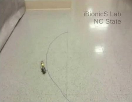 Türk bilim adamı ‘uzaktan kumandalı hamamböceği’ geliştirdi