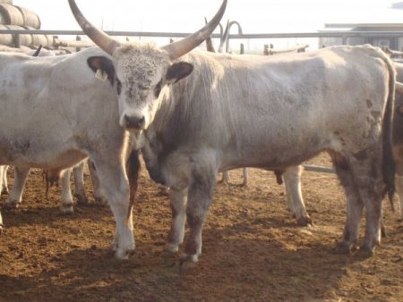 Türk Girişimciler Macaristan’da Hayvancılığa Yatırım Yapıyor
