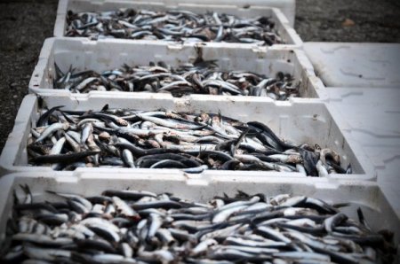 Türk öğrenciler hamsi partisinde horon tepti