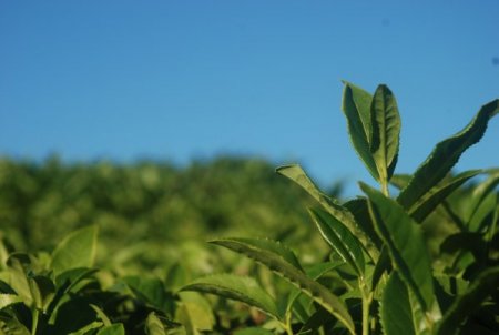 Türkiye, kuru çay üretiminde dünya 5’incisi