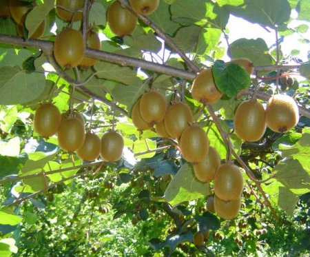 'Türkiye, organik kivi üretimiyle dünyada adından söz ettirecek'