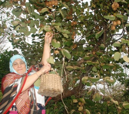 'Türkiye, organik kivi üretimiyle dünyada adından söz ettirecek'