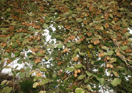 'Türkiye, organik kivi üretimiyle dünyada adından söz ettirecek'