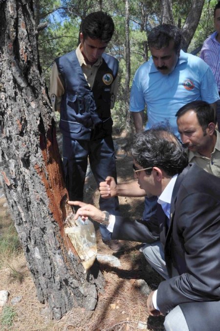 "Türkiye, Reçine İhraç Eder Konuma Gelecek"