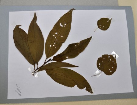 Türkiye’de ilk bitki sağlığı kliniği Hatay’da kuruluyor