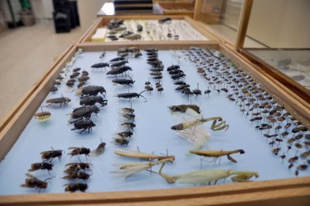 Türkiye’de ilk bitki sağlığı kliniği Hatay’da kuruluyor