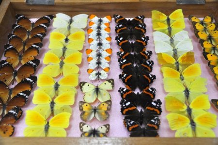 Türkiye’de ilk bitki sağlığı kliniği Hatay’da kuruluyor