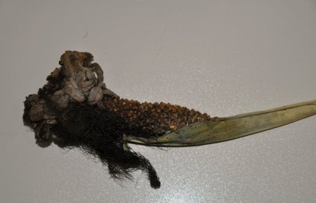 Türkiye’de ilk bitki sağlığı kliniği Hatay’da kuruluyor