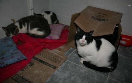 Türkiye'de ölen Amerikalı kadının vasiyeti: Kedilerime iyi bakın