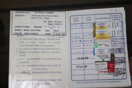 Türkiye'de ölen Amerikalı kadının vasiyeti: Kedilerime iyi bakın