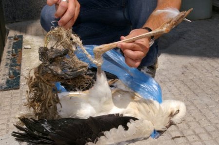 Türkiye’deki Leyleklerin Korunması Protokolü imza aşamasında