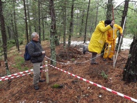 Türkiye'deki ormanların haritası çıkarılıyor