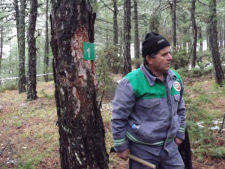 Türkiye'deki ormanların haritası çıkarılıyor