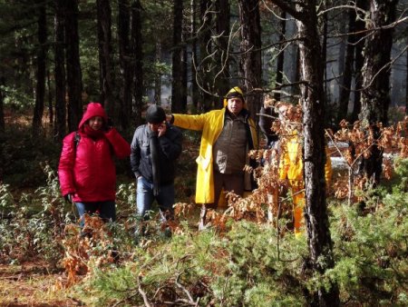 Türkiye'deki ormanların haritası çıkarılıyor