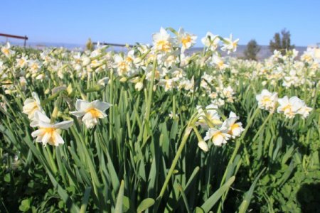 Türkiye’nin bir çok yeri kışa teslim olurken, Silifke’de nergisler çiçek açtı