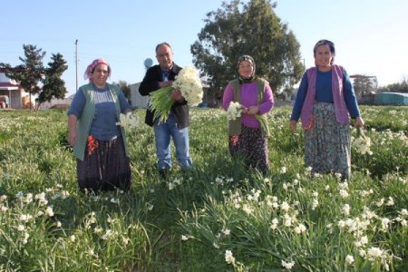 Türkiye’nin bir çok yeri kışa teslim olurken, Silifke’de nergisler çiçek açtı