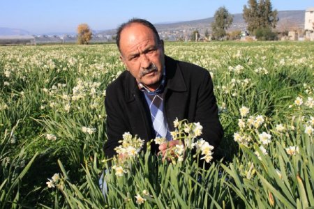 Türkiye’nin bir çok yeri kışa teslim olurken, Silifke’de nergisler çiçek açtı