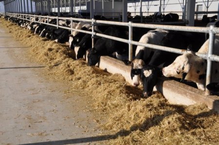 Türkiye'nin damızlık düve ihtiyacı Boğazlıyan’dan karşılanacak