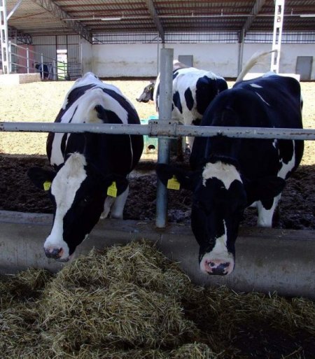 Türkiye'nin damızlık düve ihtiyacı Boğazlıyan’dan karşılanacak