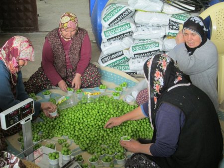 Türkiye’nin en erkenci can eriği Erdemli'de yetiştirildi