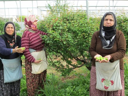 Türkiye’nin en erkenci can eriği Erdemli'de yetiştirildi