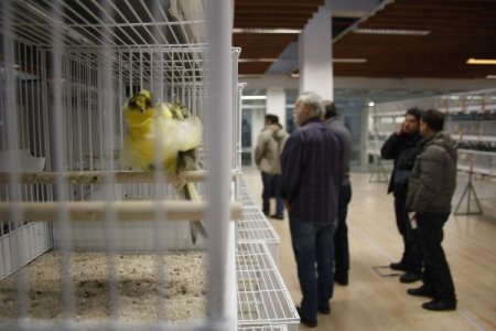 Türkiye'nin en güzel kuşları belirlendi