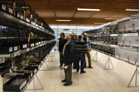 Türkiye'nin en güzel kuşları belirlendi