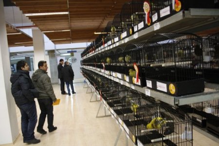 Türkiye'nin en güzel kuşları belirlendi