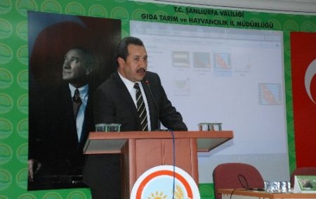 Türkiye'nin en kaliteli makarnalık buğdayına süne tehdidi