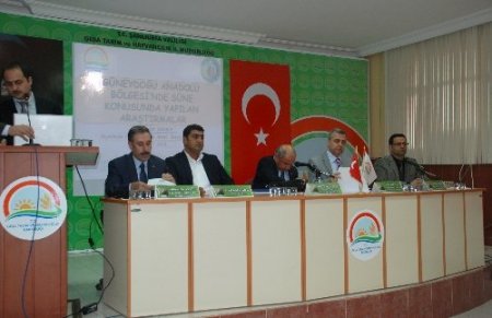 Türkiye'nin en kaliteli makarnalık buğdayına süne tehdidi