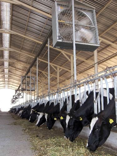 Türkiye'nin Hayvancılık Projesi Bulaşıcı Hastalık Kıskacında