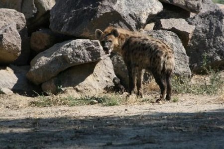 Türkiye'nin İlk 'benekli Sırtlan Yavrusu' İzmir'de Doğdu