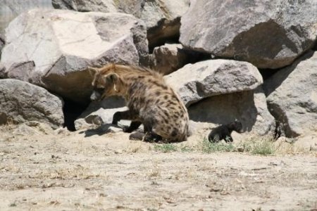 Türkiye'nin İlk 'benekli Sırtlan Yavrusu' İzmir'de Doğdu
