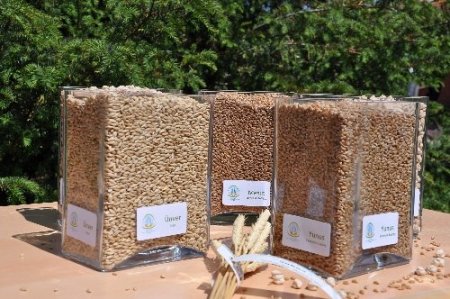 Türkiye’nin ilk tarımsal araştırma merkezi, yeni ürünlerini tanıttı