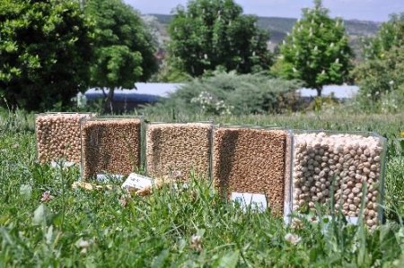 Türkiye’nin ilk tarımsal araştırma merkezi, yeni ürünlerini tanıttı