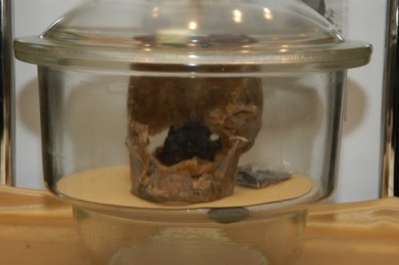 Türkiye'nin İlk Üniversite Arkeoloji Müzesi Açıldı