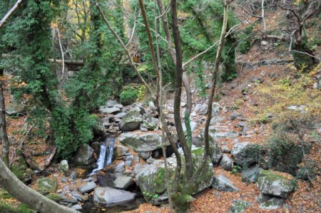 Türkiye'nin oksijen deposu Kazdağları'nda sonbahar (Özel)