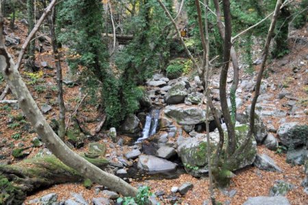 Türkiye'nin oksijen deposu Kazdağları'nda sonbahar (Özel)