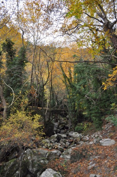Türkiye'nin oksijen deposu Kazdağları'nda sonbahar (Özel)