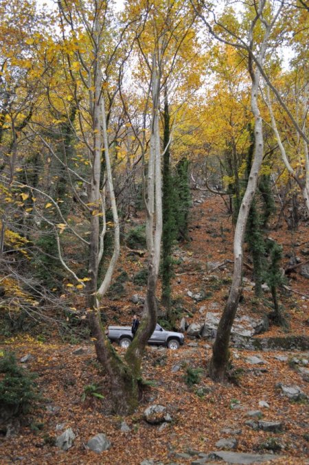 Türkiye'nin oksijen deposu Kazdağları'nda sonbahar (Özel)