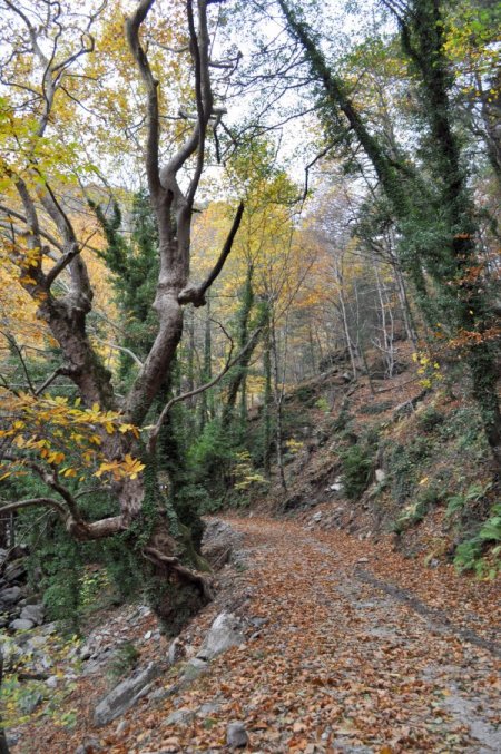 Türkiye'nin oksijen deposu Kazdağları'nda sonbahar (Özel)