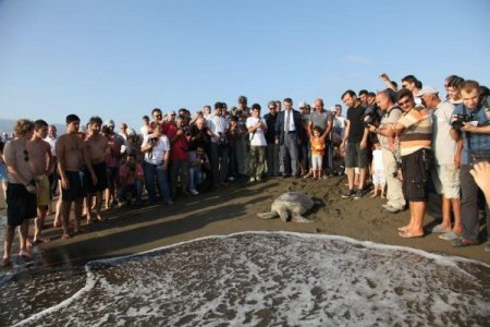 Türkiye'nin uydu cihazı taktığı deniz kaplumbağası 3 hafta da Mısır'a ulaştı