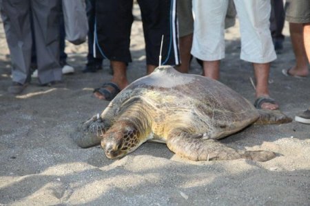 Türkiye'nin uydu cihazı taktığı deniz kaplumbağası 3 hafta da Mısır'a ulaştı