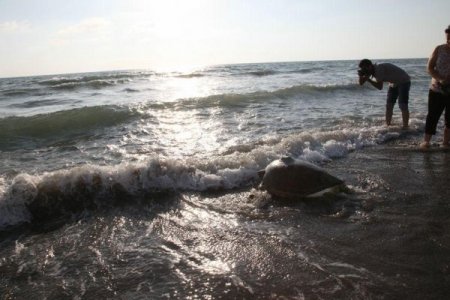 Türkiye'nin uydu cihazı taktığı deniz kaplumbağası 3 hafta da Mısır'a ulaştı